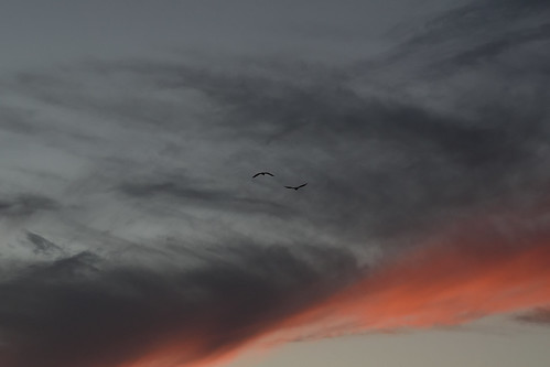 sunset red sky birds clouds grey evening