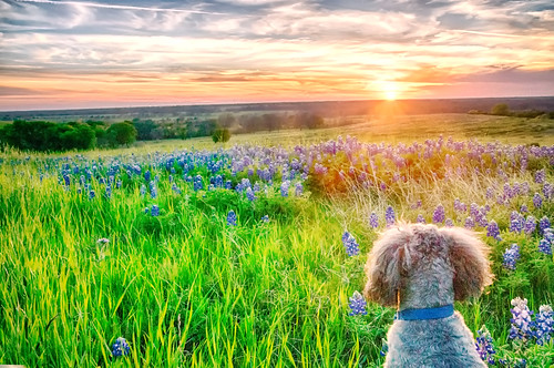 flowers trees sunset usa sunrise landscape spring nikon texas country wildflowers ennis bluebonnets springtime d300 bloomingflowers texasbluebonnets nikond300 sugarridgerd rwigginphotos ronniewiggin