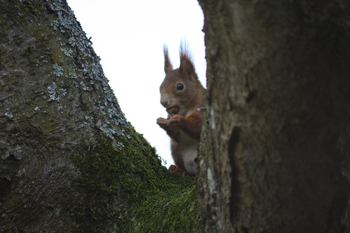 Eichhörnchen - Red Squirrel - Sciurus vulgaris
