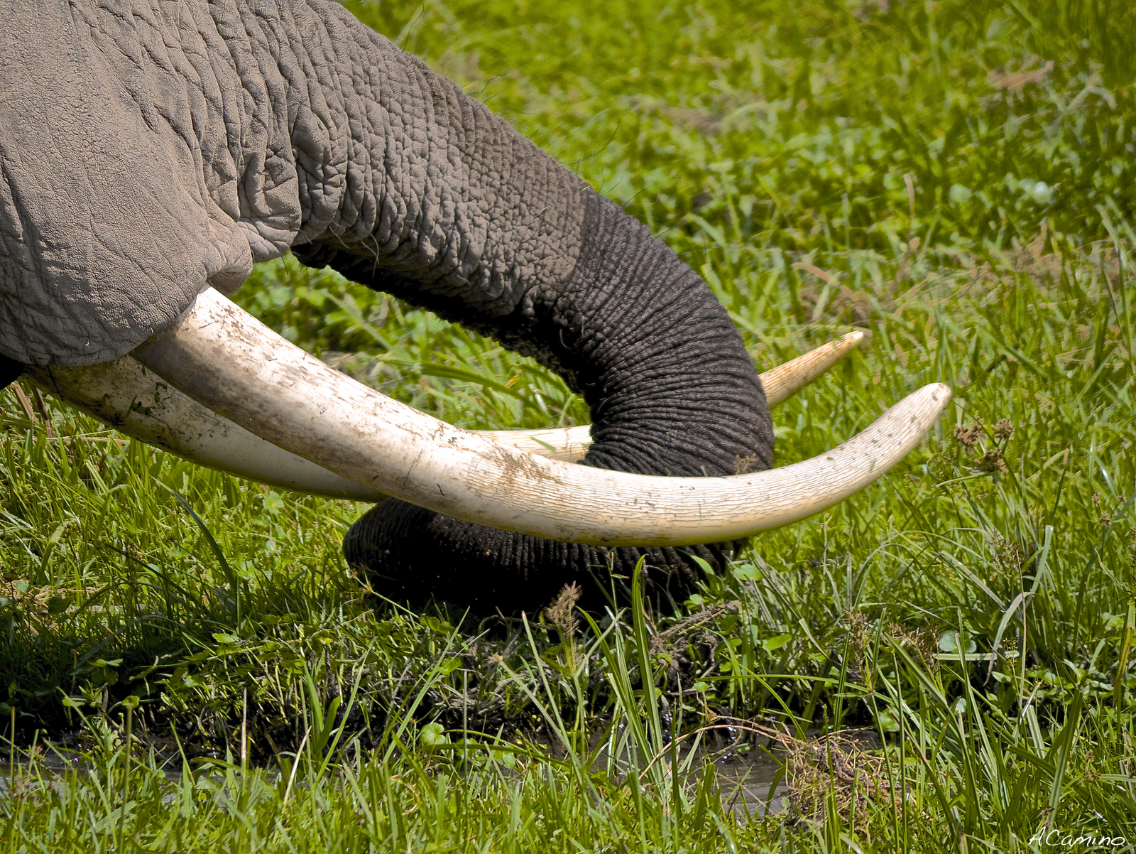 12 días de Safari en Kenia: Jambo bwana - Blogs de Kenia - Nairobi y Conclusiones finales del Safari (3)
