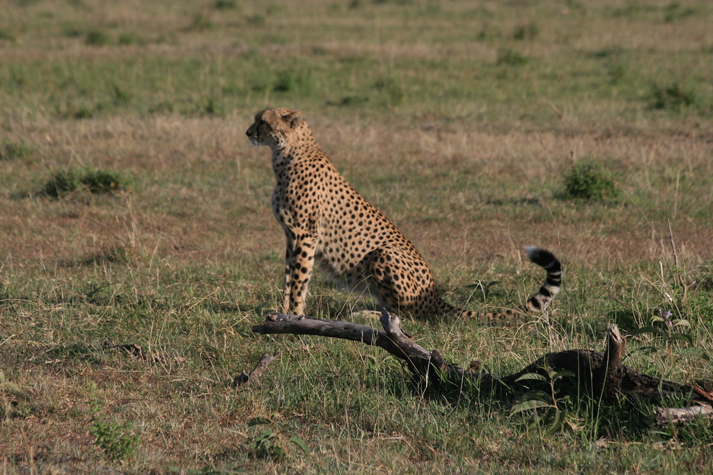 MEMORIAS DE KENIA 14 días de Safari - Blogs de Kenia - MASAI MARA III (26)