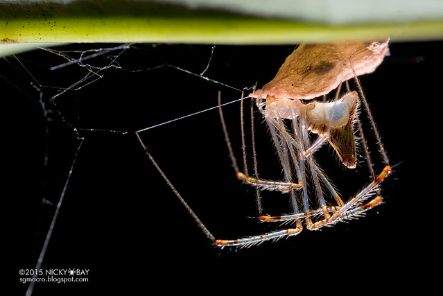 Comb-footed spider (Chrysso sp.) - DSC_1507