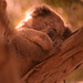 Sweet dreams Koala