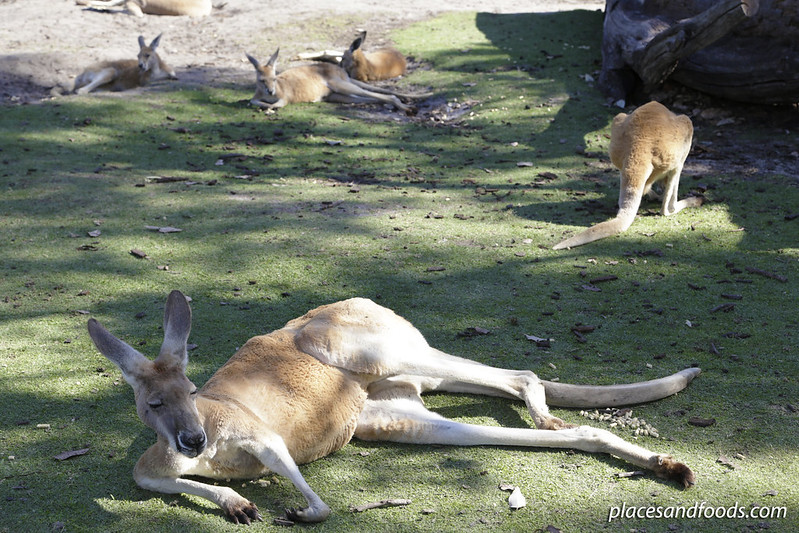 day 5 wildlife park kangaroos