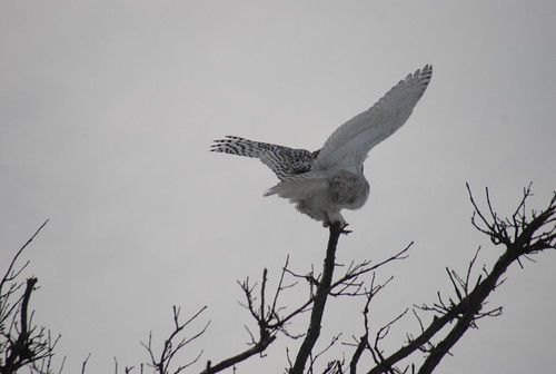 ontario birds snowy flight owl