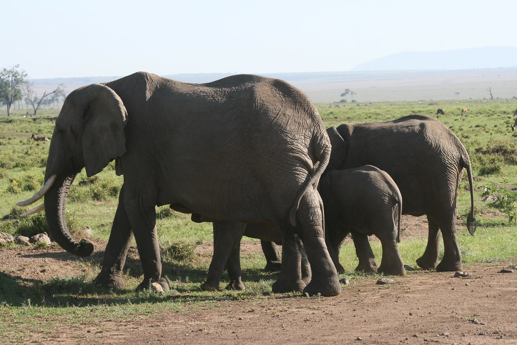 MEMORIAS DE KENIA 14 días de Safari - Blogs de Kenia - MASAI MARA II (11)
