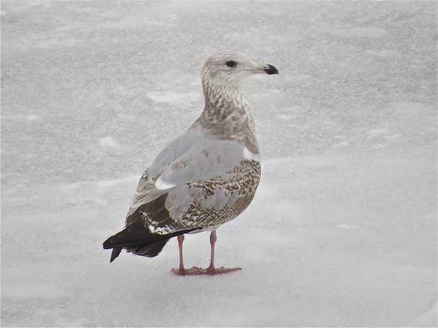 Herring Gull (2nd Cycle) at Peoria Lake in Tazewell County, IL 02