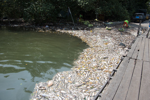 Dead fishes at Lim Chu Kang Jetty, 7 Mar 2015