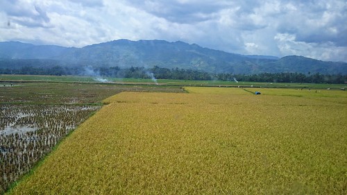 field rice solok