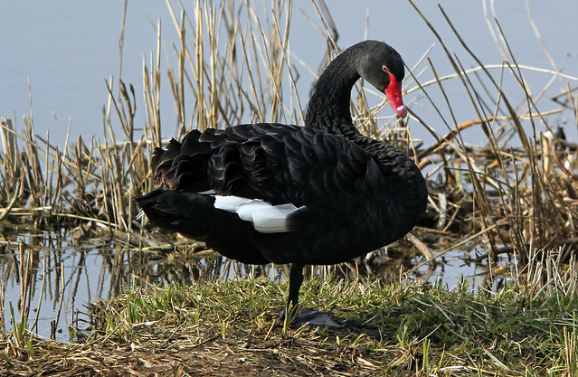 Black Swan (Explore)