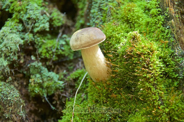 mushrooms 0003 Appalachian trail, Vermont, USA