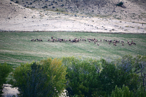 elk buck does alfalfa field wyoming bull