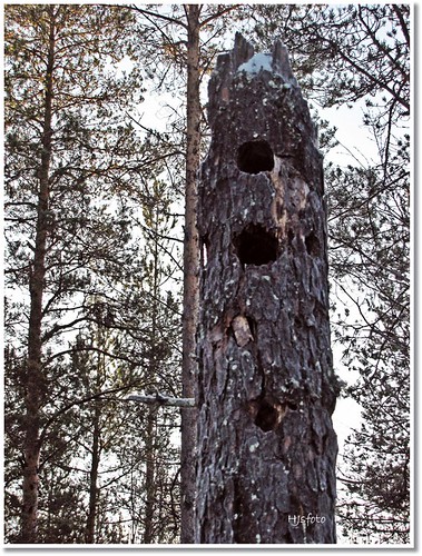 owltree almostanything bodträskfors ugglebo