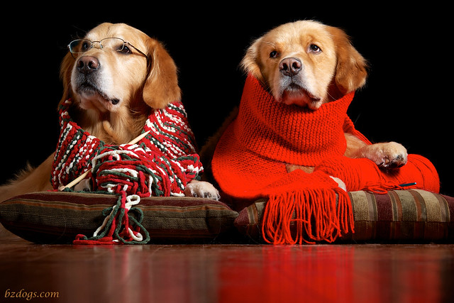Knitting Dogs