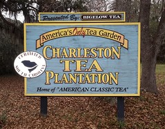 Charleston  Tea Plantation