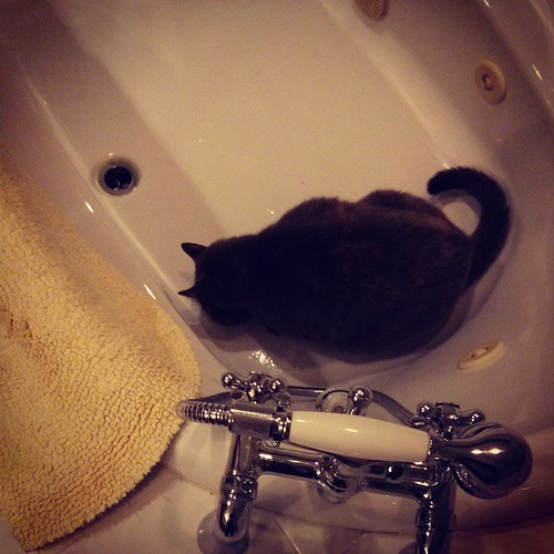 the daily pussy: bathtime
