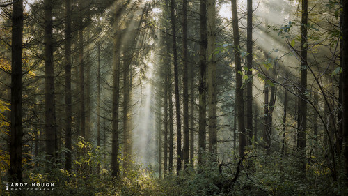 wood trees light england sunlight mist woodland unitedkingdom sony rays sunrays wallingford a77 sonyalpha andyhough slta77 littlewittenhamwood andyhoughphotography