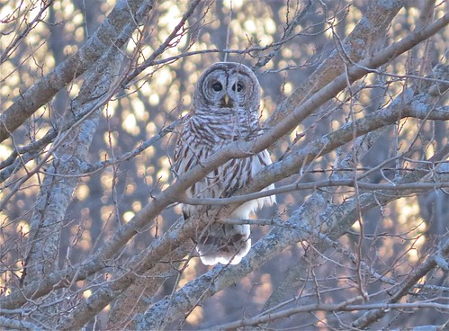 Barred Owl at Evergreen Lake In McLean County