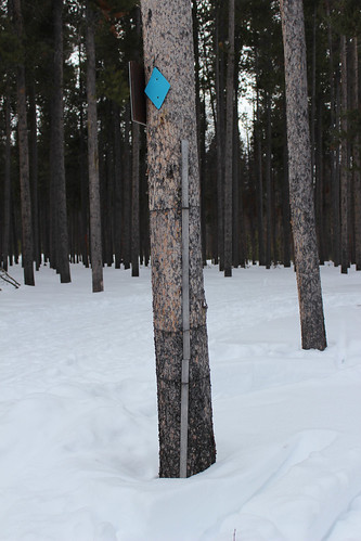 winter trail crosscountryskiing snowyrange medicinebownationalforest