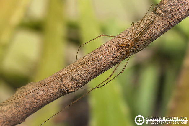 Mangrove Long-Jawed Spider- Tetragnatha josephi ♂