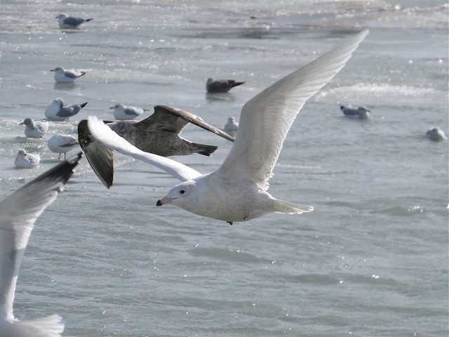 Glaucous Gull (1st Cycle) at North Point Marina in Lake County, IL 01