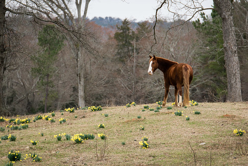 flowers winter horse brown georgia unitedstates lexington hill daffodil february 2015 whiteblaze