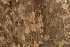 Persian Ironwood Bark