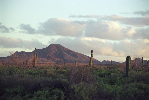 2003 cactus mexico desert bajacalifornia baja bajacaliforniasur sonorandesert sannicolás cardón