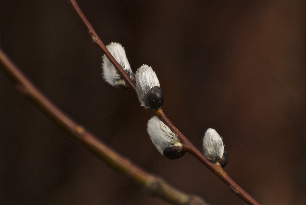 Pussy Willow ~ Catkins