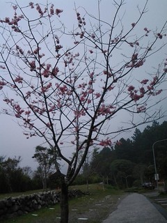 7151櫻花道上的櫻花