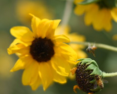 Sunflowers and Bees
