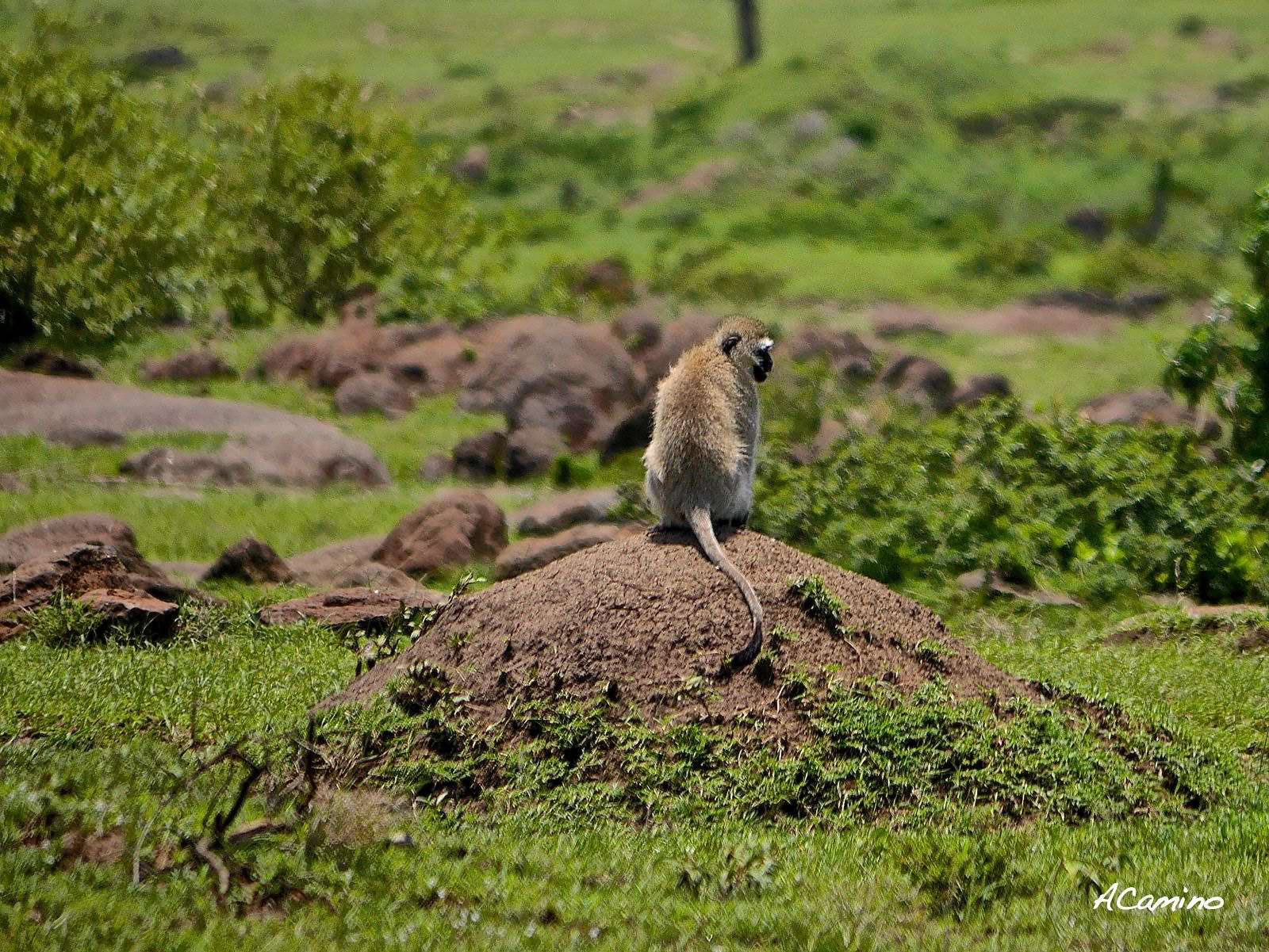 El parto de una gacela en un Masai Mara, lleno de búfalos, leones, guepardos... - 12 días de Safari en Kenia: Jambo bwana (26)