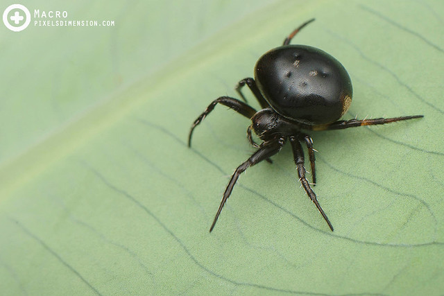 The "Night" Spider- Araneus nox ♀