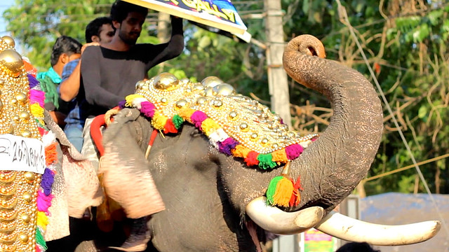 Elephant Parade Pattambi Nercha in India - 2