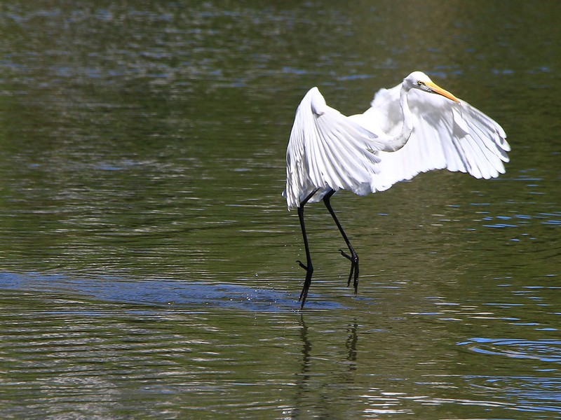 IMG_1467 大白鷺 Great White Egret
