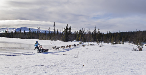 winter snow competition sleddog dogsled longdistance dograce stromsund hotagensnaturreservat hotagensnaturreserveamundsenracejämtlandslänsverigeevamartensson