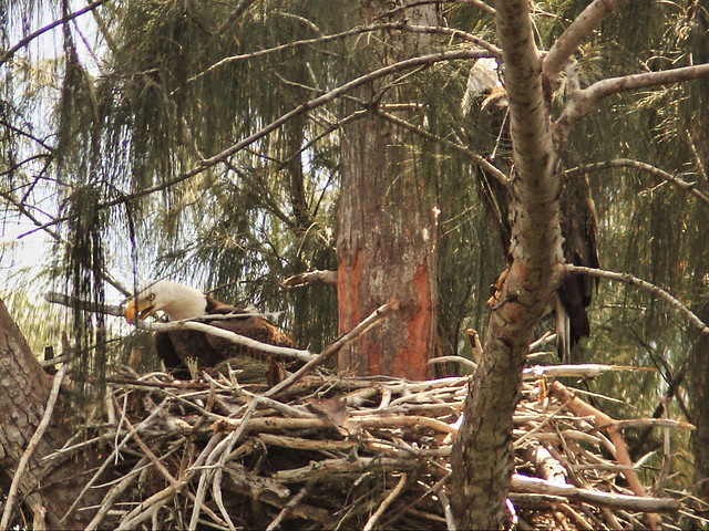 Bald Eagle male arranges stick 6-20150305