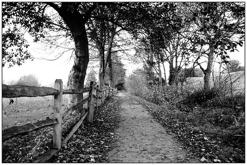 trees bw fence mono footpath chichester rx100 happyfencefriday