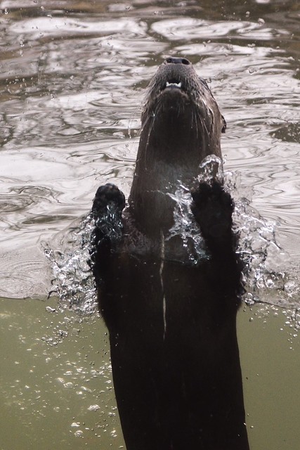 Otter Backflip