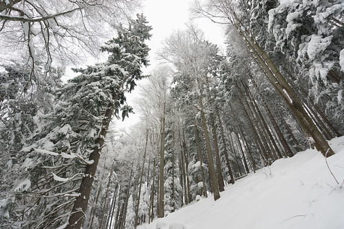 winter mountain snow forest montagne season landscape switzerland suisse hiver montage neige fribourg paysage forêt skitour saison 2015 skiderando lespaccots