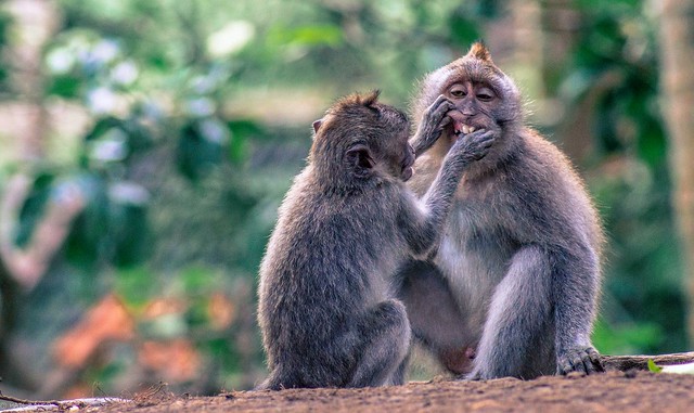 Dental Check-up | Ubud Monkey Forest