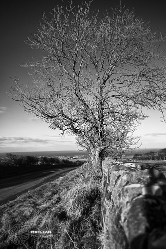 trees blackandwhite wall landscape mono scotland farm hills fields fujifilm dunbar eastlothian spott xt1 fujinon18mmf2