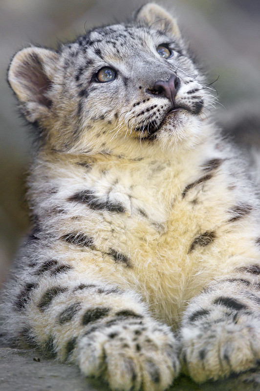 Snow leopard cub looking upwards