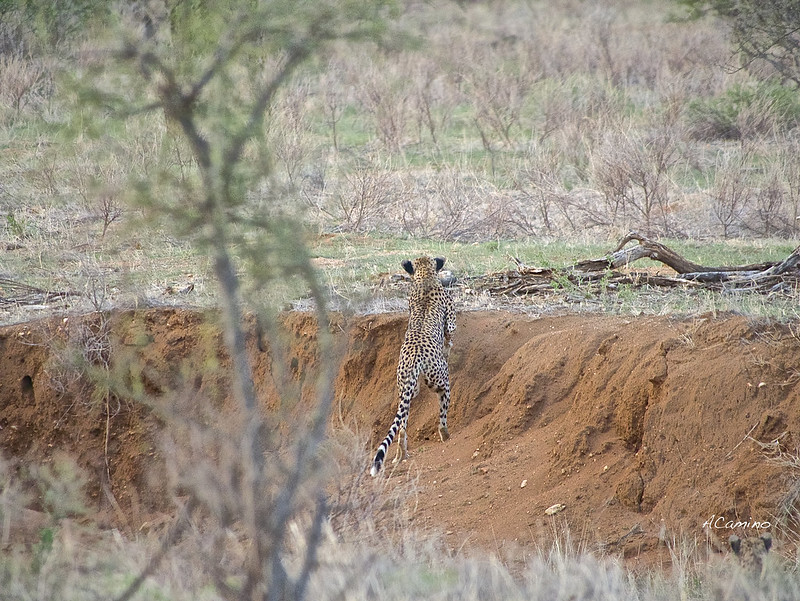 Safari en Samburu: Jirafas, Elefantes, Leones, Guepardos y muchísimos pájaros - 12 días de Safari en Kenia: Jambo bwana (87)