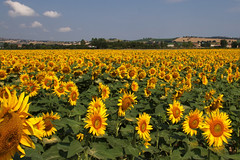 girassol

sunflower