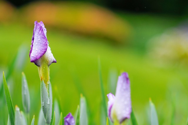 Iris Blossom
