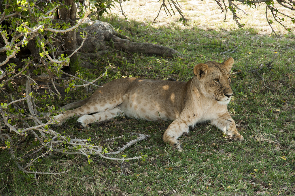 MASAI MARA III - MEMORIAS DE KENIA 14 días de Safari (54)