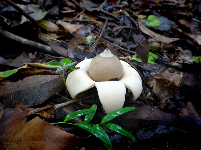 Puffer Mushroom