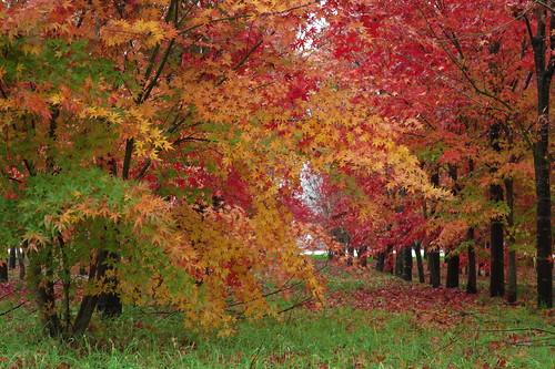 Autumn color in Minamiaso