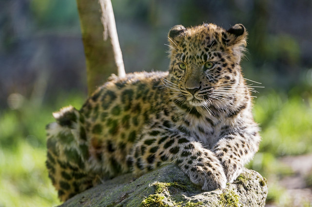 Posing young leopardess